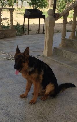 Alman afçarkam itib,tapana külli miqdarda pul mükafatı veriləcəy