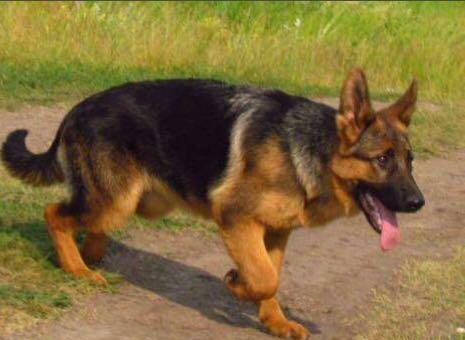 Alman afçarkam itib,tapana külli miqdarda pul mükafatı veriləcəy