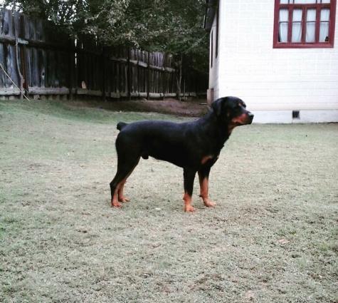 Casper saglam toxumlu erkekdi 3 yashi var. Cut vurmaq ucun dishi axtar