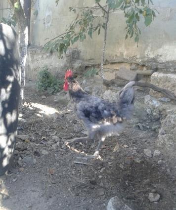 Blue austrolop xoruzu. 4.5 ayliqdi. Almaqda fikri ciddi olan sexsler w