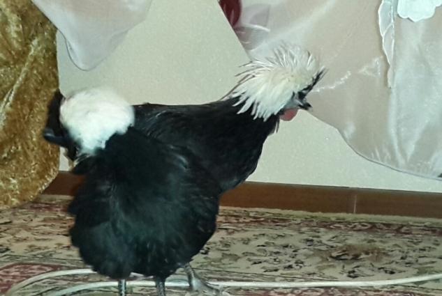 salam . 6 ayliqdilar ikiside. bir xoruz bir feresi cutunu birlikde d