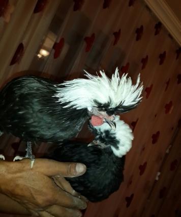 salam . 6 ayliqdilar ikiside. bir xoruz bir feresi cutunu birlikde d