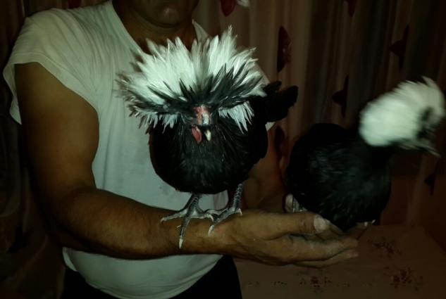 salam . 6 ayliqdilar ikiside. bir xoruz bir feresi cutunu birlikde d