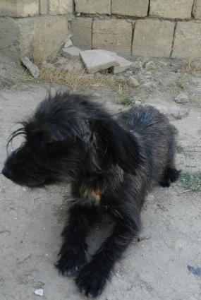 hediyye verilib satiram baxmaga werayitim yoxdu diwid