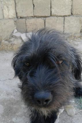 hediyye verilib satiram baxmaga werayitim yoxdu diwid