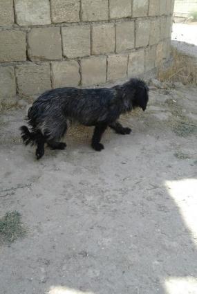 hediyye verilib satiram baxmaga werayitim yoxdu diwid