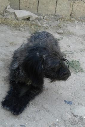 hediyye verilib satiram baxmaga werayitim yoxdu diwid