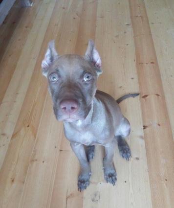 Temiz pitbul 4 ayliq Bala