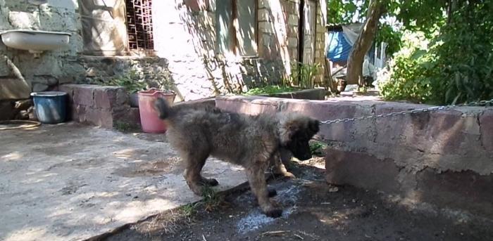 Saf qan kafkaz ovcarkasi