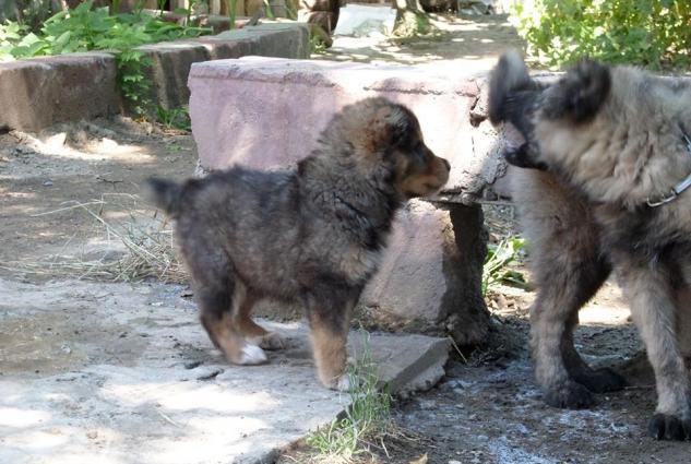 Saf qan kafkaz ovcarkasi