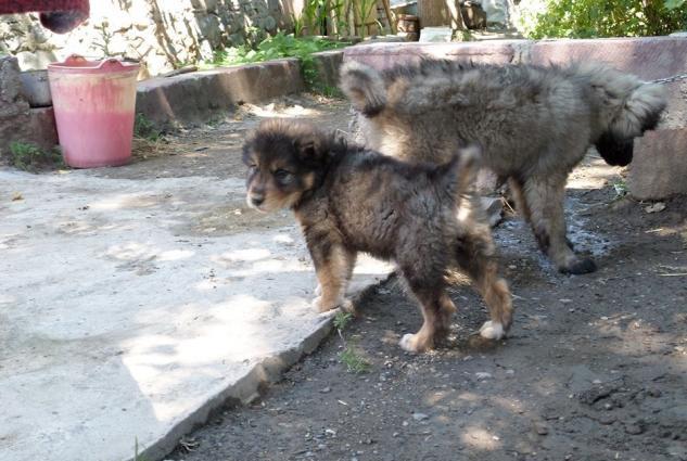 Saf qan kafkaz ovcarkasi