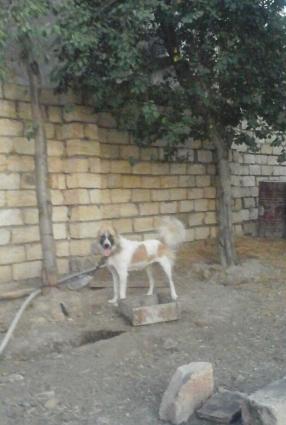 coban iti temiz basi cixanlar bilecek