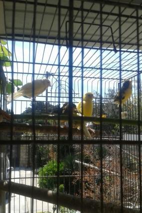 bül-bül ler super oxuyan yawli ve balalar