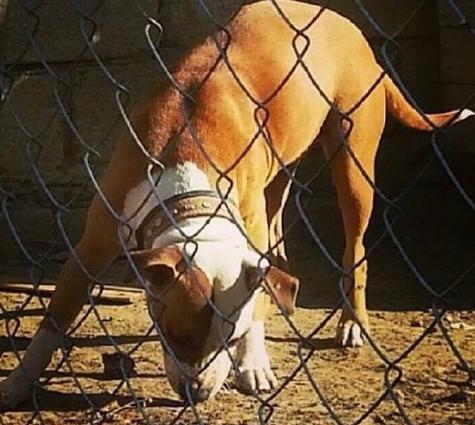 Pitbul balalari satilir