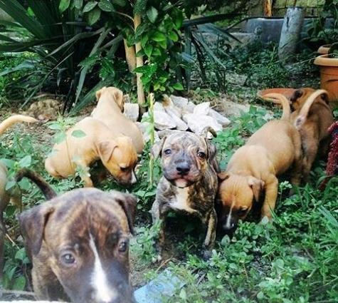 Pitbul balalari satilir