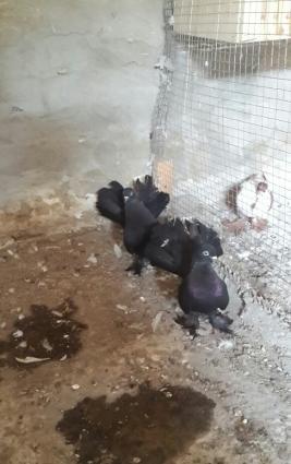 göyərçin stat satılır