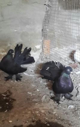 göyərçin stat satılır