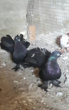 göyərçin stat satılır