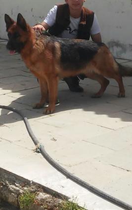 Alman ovçarkası balaları