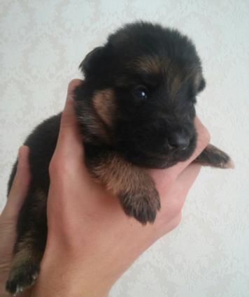 Alman ovçarkası balaları