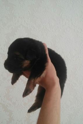 Alman ovçarkası balaları