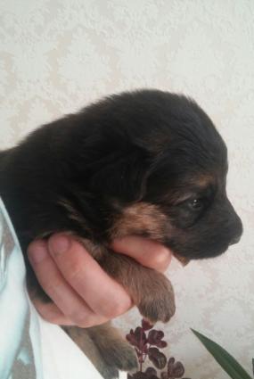 Alman ovçarkası balaları