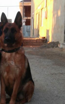 Alman ovçarkası balaları