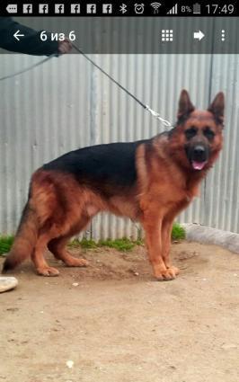 Alman ovçarkası balaları