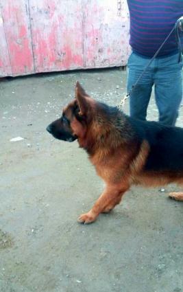 Alman ovçarkası balaları