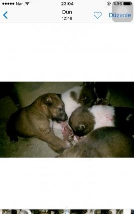 Ala atalarıdı, Boz anaları. 5 baladır. 2dişi 3 erkek.