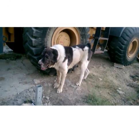 Ala atalarıdı, Boz anaları. 5 baladır. 2dişi 3 erkek.