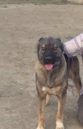 Ala atalarıdı, Boz anaları. 5 baladır. 2dişi 3 erkek.