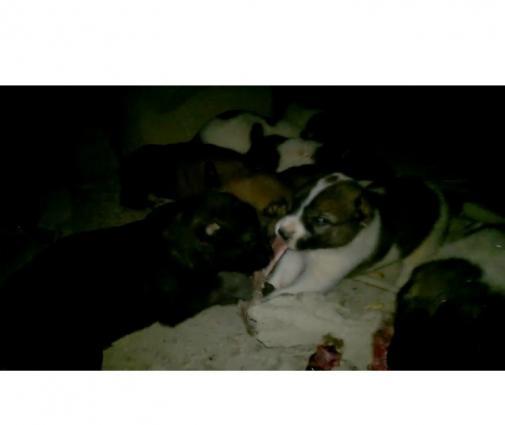 Ala atalarıdı, Boz anaları. 5 baladır. 2dişi 3 erkek.