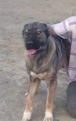 Ala atalarıdı, Boz anaları. 5 baladır. 2dişi 3 erkek.