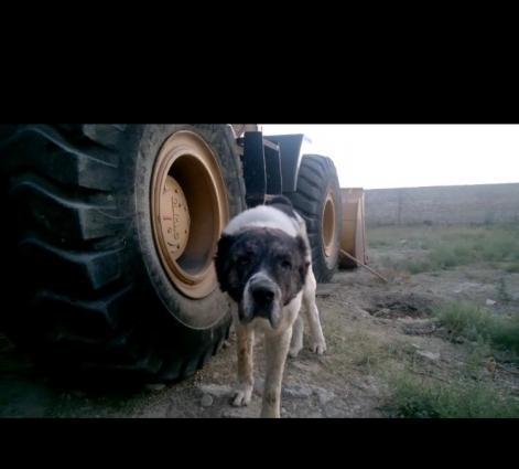 Ala atalarıdı, Boz anaları. 5 baladır. 2dişi 3 erkek.