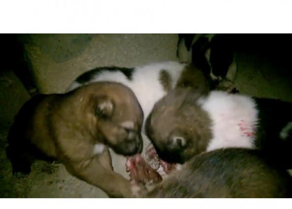 Ala atalarıdı, Boz anaları. 5 baladır. 2dişi 3 erkek.