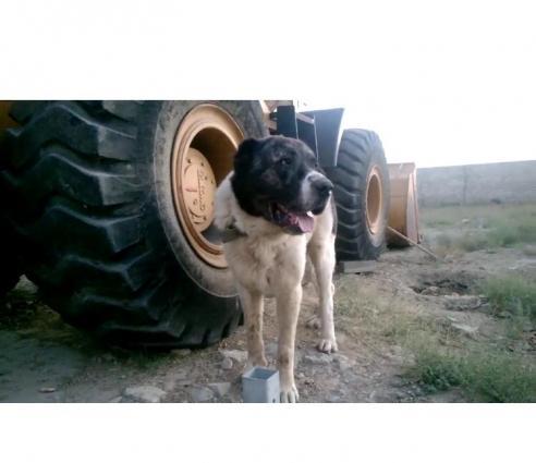 Ala atalarıdı, Boz anaları. 5 baladır. 2dişi 3 erkek.