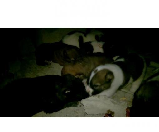 Ala atalarıdı, Boz anaları. 5 baladır. 2dişi 3 erkek.