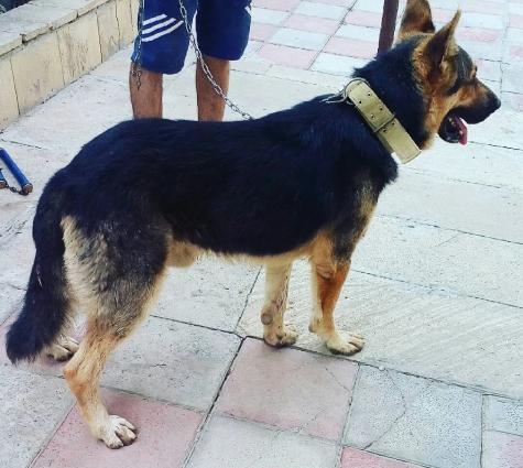 erkek afcarka. itler coxdu hamsi satilir kim nagd alacag onlar narahat