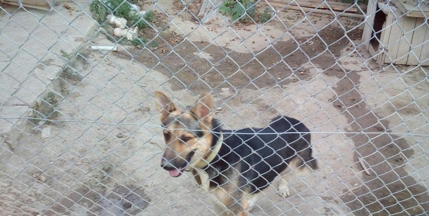 erkek afcarka. itler coxdu hamsi satilir kim nagd alacag onlar narahat