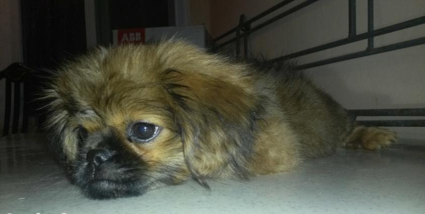 2.5 ayliq pekines karlik Qurt dermani verikib bezi ewyalari verilir