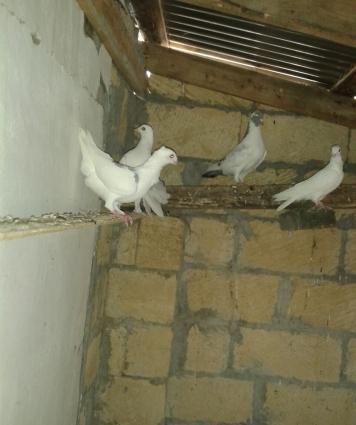 holand vistovichniy pochtovar