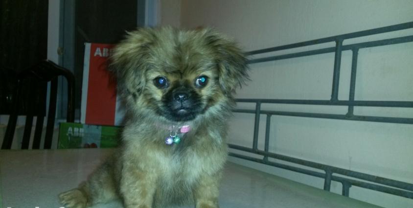 2.5 ayliq pekines karlik Qurt dermani verikib bezi ewyalari verilir