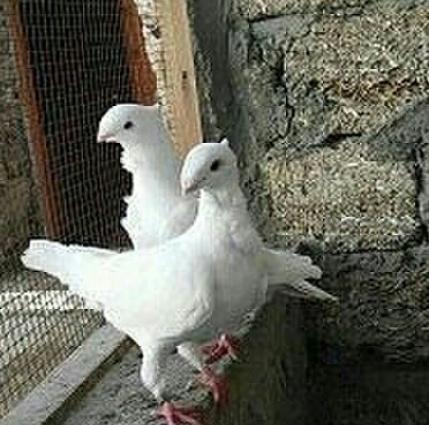 holand vistovichniy pochtovar