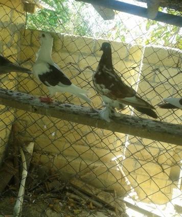 holand vistovichniy pochtovar