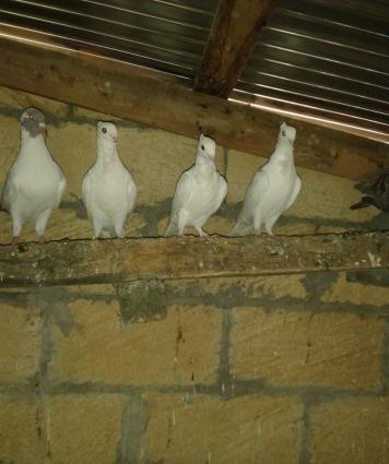 holand vistovichniy pochtovar