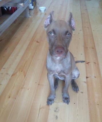 Pitbul diwi red nose temiz paroda iyneleri vurulub Bahalilardan