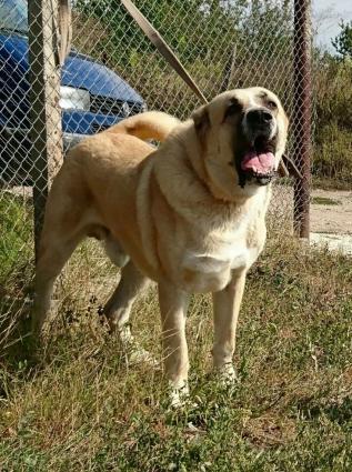 Продаётся:Сын Джигита -Чемпиона Донбасса, Украины, Европы