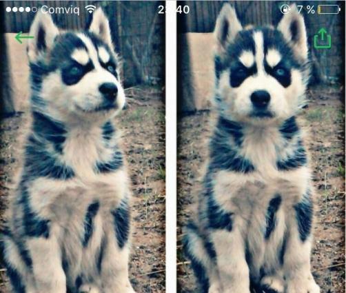 xacqi balalari satilir erkek disi var bir yarimliq balalardi iki gozu