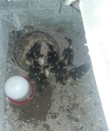 15 gün olar ki yumurtadan cıxıblar. lal ördək balalarıdır. tam sağlamd